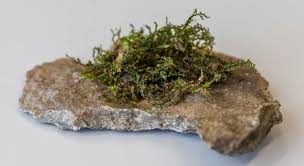 Image result for Ethulia rhizomata