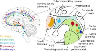 Bookbrain stem nuclei ~ bb1: Frontiers Brainstem Modulation Of Large Scale Intrinsic Cortical Activity Correlations Human Neuroscience