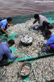 Tanjong karang is a mukim in kuala selangor district, selangor, malaysia. Fisherman S Catch At Tanjung Karang Selangor