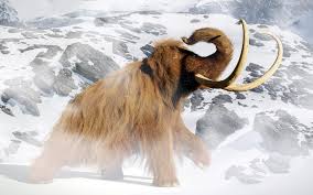 Sep 15, 2021 · thousands of years ago, herds of woolly mammoths roamed the tundra of asia, europe, and north america. Study Resurrects Woolly Mammoth Dna To Explore The Cause Of Their Extinction