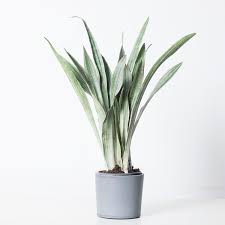 Image result for Sansevieria metallica