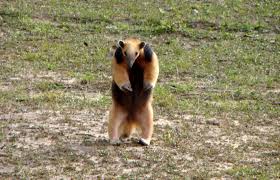 (ailton rodrigues, haroldo do nascimento). Tamandua Bandeira O Abraco Que Pode Matar Uma Onca Pintada Curiosidade Animal