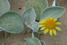 Image result for Arctotheca populifolia