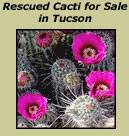 Ace asphalt of the southwest. Tucson Cactus Succulent Society