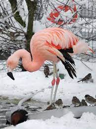 Green Living Eco Friendly Green Living Flamingo Bird Flamingo Pet Birds