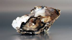 how do oysters make pearls howstuffworks