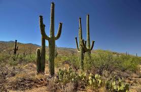 Selecting a location is a good place to i want the plant to set on top of the potting mix, this allows the roots to go down to get moisture with out. Things To Know About The Saguaro Cactus