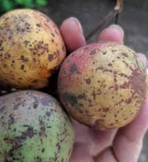 Image result for Saba comorensis