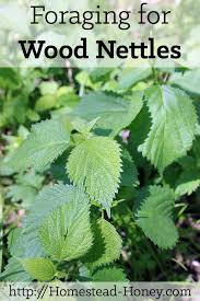 Foraging For Wood Nettles Homestead Honey Homesteading Foraging Wild Foraging