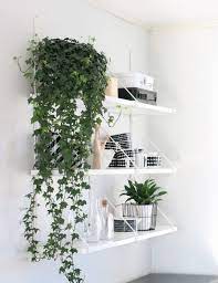 Variegated english ivy trailing vine live plant, 6 pot, indoor/outdoor air purifier. 13 Unexpected Ways To Decorate With Plants Easy Indoor Plants Indoor Vines Growing Plants Indoors