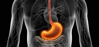 Résultat de recherche d'images pour "‫المعدة‬‎"