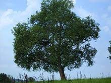 Salix alba, the white willow, is a species of willow native to europe and western and central asia. Silber Weide Wikipedia