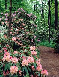 Historic Image Of Rhododendrons In Azalea Woods Winterthur Gardens Shade Flowers Shade Garden