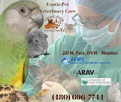 24 hour vet care, vaccinations, pet declawing Exotic Pet Care At Little Critters Vet Veterinarians Serving Mesa And Gilbert Az