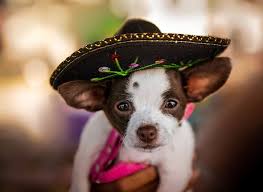 Everyone knows what may 5, or cinco de mayo, means: Xgks Gkkmtepim