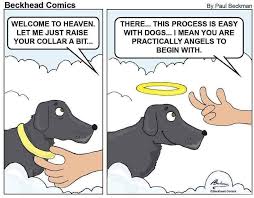Reddit Wholesomememes Angel Dogs In 2020 Funny Animal Memes Funny Dogs Cute Animals