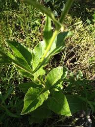 Image result for Turbina longiflora