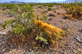 Image result for Cuscuta abyssinica