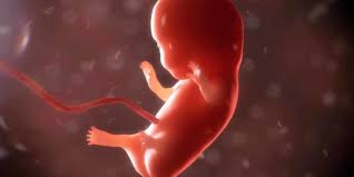 Sicher haben sie schon einige babyfotos betrachtet und festgestellt, dass die zwischen ssw 19 und 22 findet die nächste große vorsorgeuntersuchung einschließlich der. 9 Ssw 9 Schwangerschaftswoche So Verlauft Die Entwicklung Jetzt Papa De