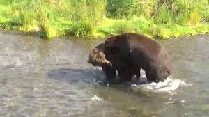 Do keep in mind, however, that the overall cost of living in alaska is high. Live Stream Hd Webcams In Alaska Usa