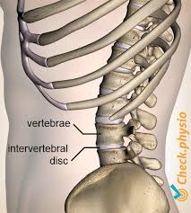 The low back is defined by the lumbar spine, and the pelvis is defined by the bones of the pelvic girdle. Lumbar Instability Physio Check