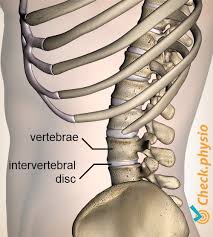 The brain is located in what specific cavity? Lumbar Instability Physio Check