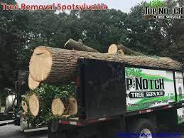 Tree Removal Spotsylvania Tree Service Emergency Tree Removal Tree Removal
