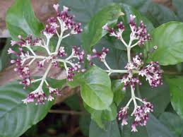 Image result for Chassalia parvifolia