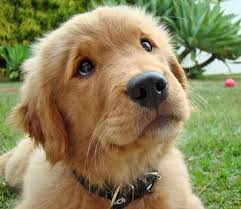 We strive to provide healthy, happy puppies that will make a loving addition to your family. Golden Retriever Puppies For Sale In Va Petswall