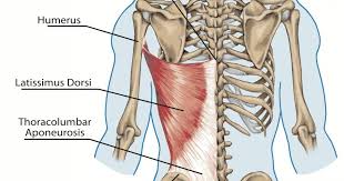 Check spelling or type a new query. Understanding And Growing The Wings Of Your Upper Body Breaking Muscle