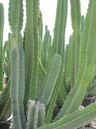 Image result for Cereus