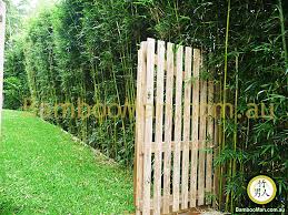The walls & fences combination. Bamboo Plants For Hedging Fence Screening Bambooman