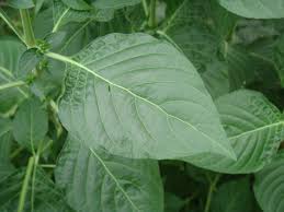 Image result for Hypoestes cancellata