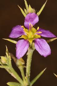 Image result for Fagonia