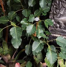 Image result for Ficus religiosa