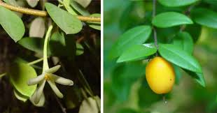 Image result for Synaptolepis alternifolia
