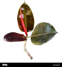 Image result for ficus elastica flower