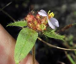 Image result for Antherotoma naudinii