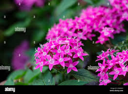 Image result for Pentas longiflora