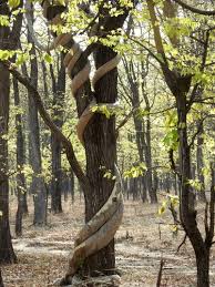 Image result for Fockea multiflora