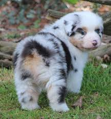 Maybe you would like to learn more about one of these? Comment Pratiquer Pour Reserver Un Chiot Berger Australien