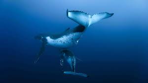 The great collection of humpback whale wallpaper for desktop, laptop and mobiles. Animals Whales Humpback Whale Wallpaper 29290