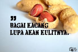 Bagai Kacang Lupa Akan Kulitnya Katamami Kumpulan Kata Bijak Dan Peribahasa Kacang Bijak Kulit