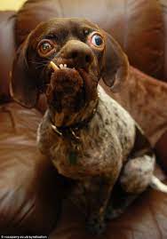 Top 15 Des Chiens Les Plus Laids Du Monde, Moches Mais Uniques | Animaux  Laids, Animaux Moche, Chien