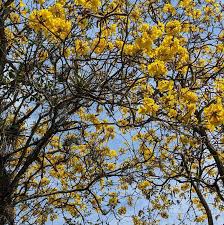 Image result for Handroanthus chrysotrichus