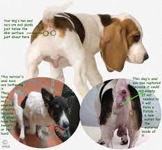 Anal Sac Problems In Your Dog Why Your Dog Is Scooting