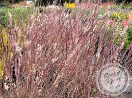 Image result for Schizachyrium claudopus