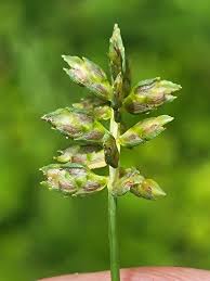 Image result for Queenslandiella