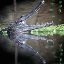 Brookshawphotography Wildlife Photography Chester Zoo Gharial