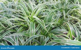 Image result for Chlorophytum sparsiflorum